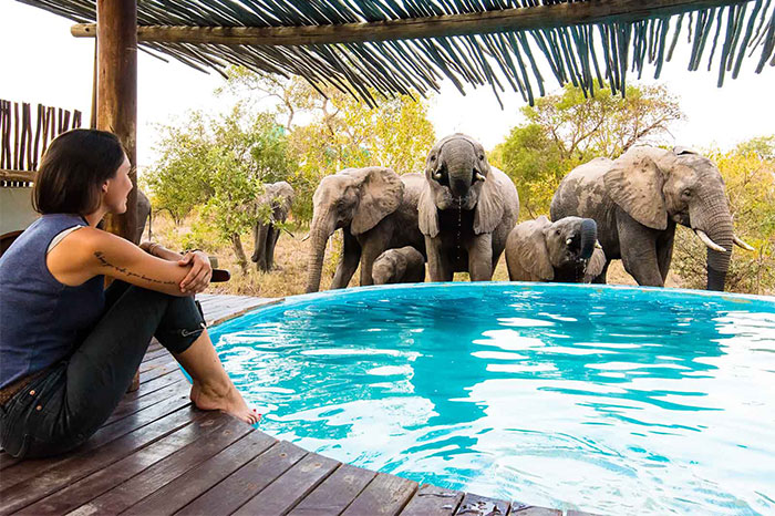 Build Your Own Safari